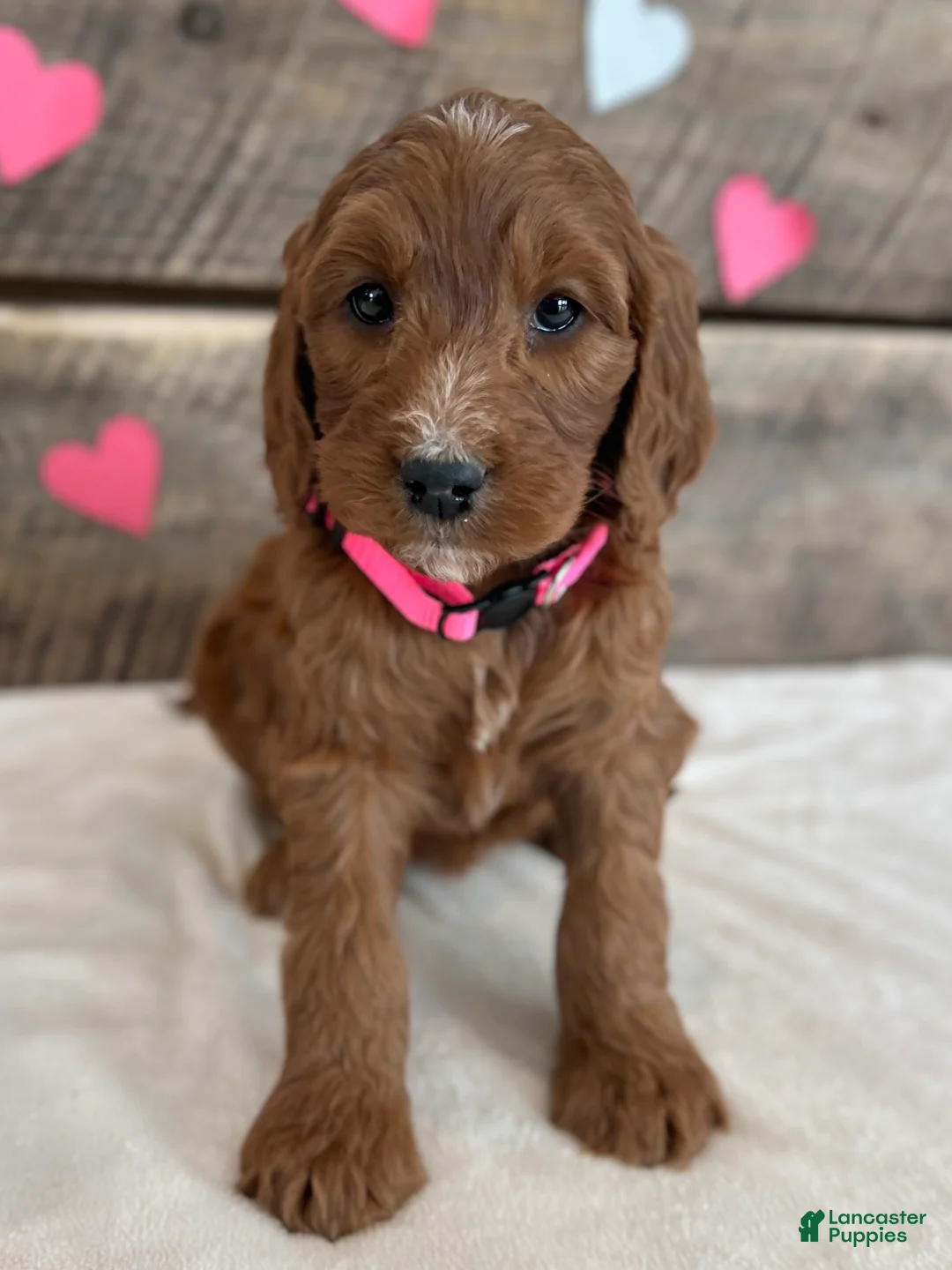 Irish Doodle dogs for sale: Rose - Ad 2