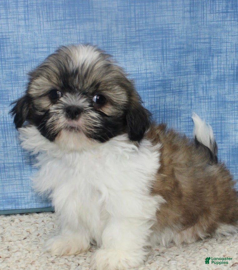 Shih Tzu dogs Kay - Ad 9