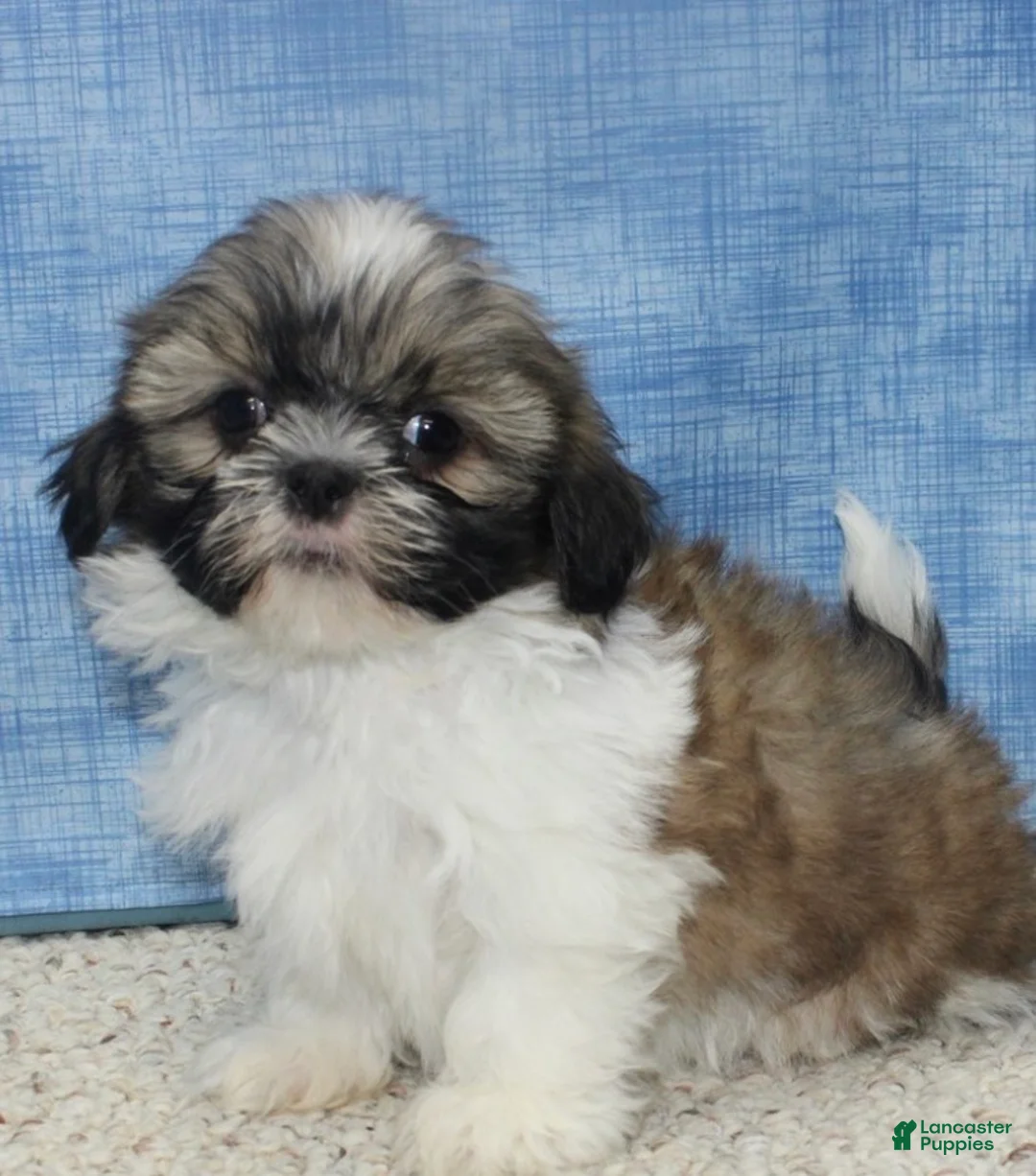 Shih Tzu dogs for sale: Kay - Ad 1