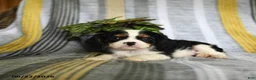 Cavalier King Charles Spaniel dogs for sale: Jill - Ad 4