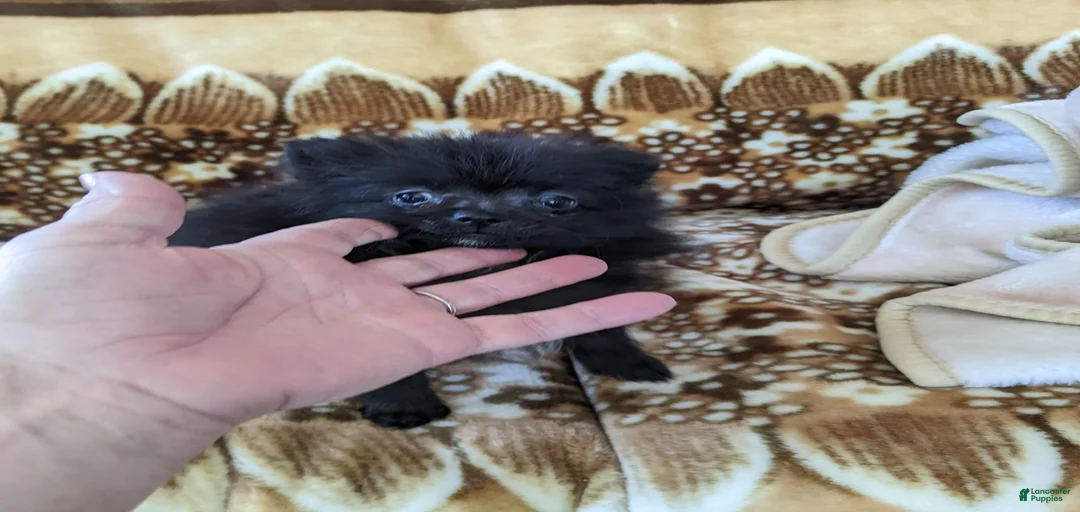 Gallery Image {{count}}