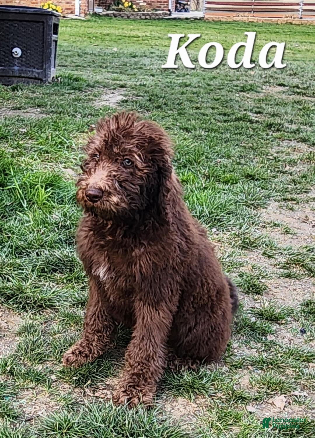Labradoodle dogs Koda - Ad 34