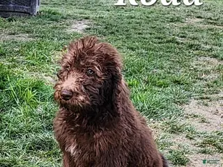 Labradoodle dogs Koda - Ad 34