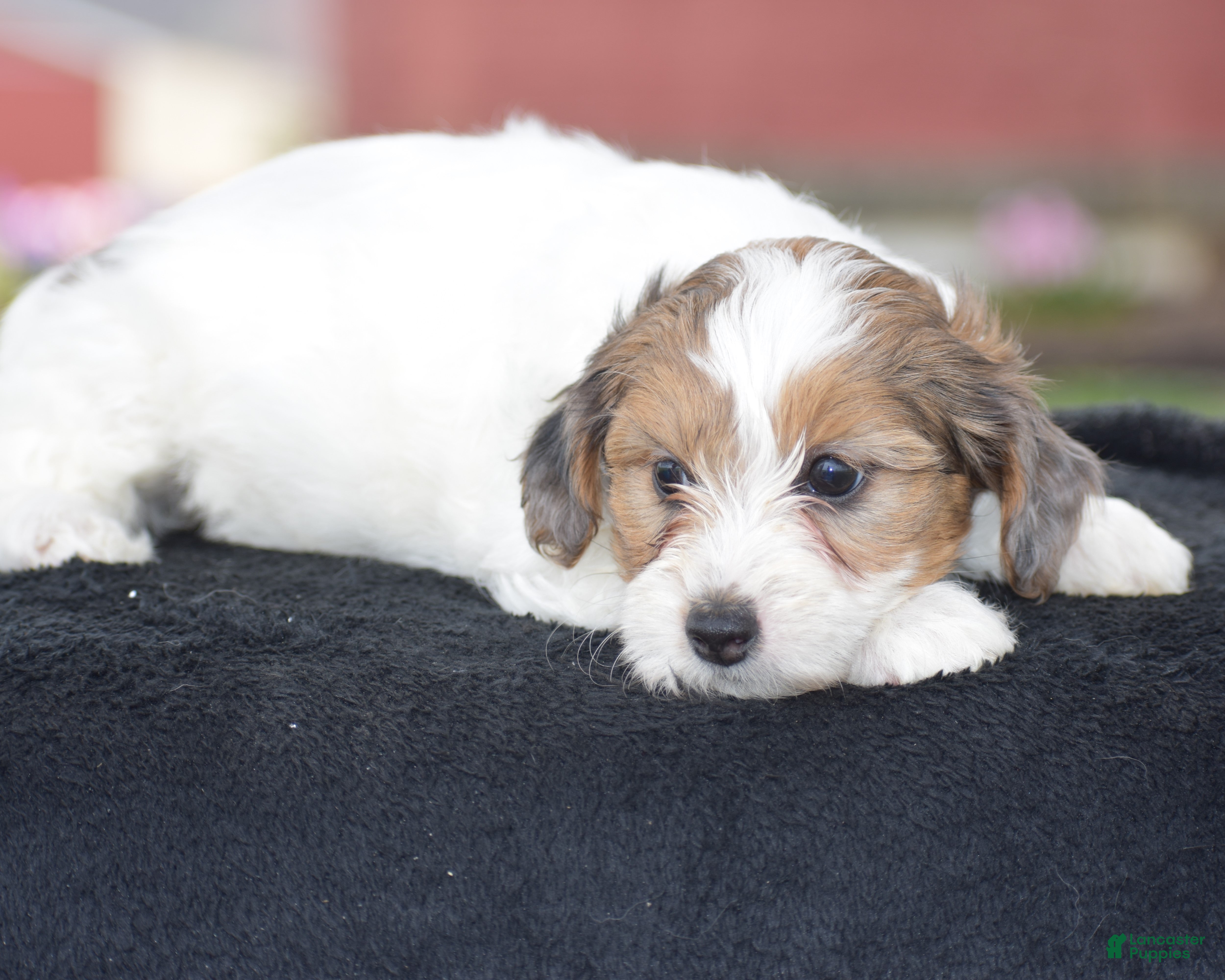 Yorkiepoo dogs Violet - Ad 2