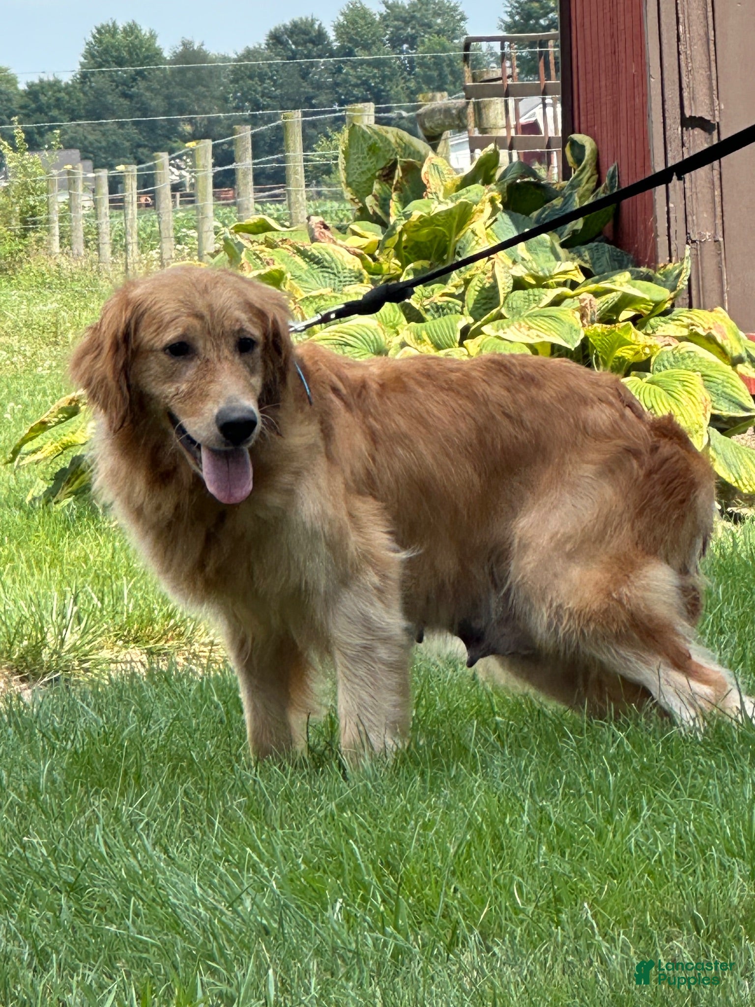 Golden Retriever dogs Golden Retriever 1 - Ad 2