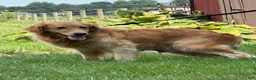 Golden Retriever dogs for sale: Golden Retriever 7 - Ad 4