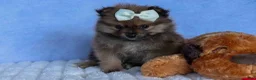 Pomeranian dogs for sale: Flynn  - Ad 16