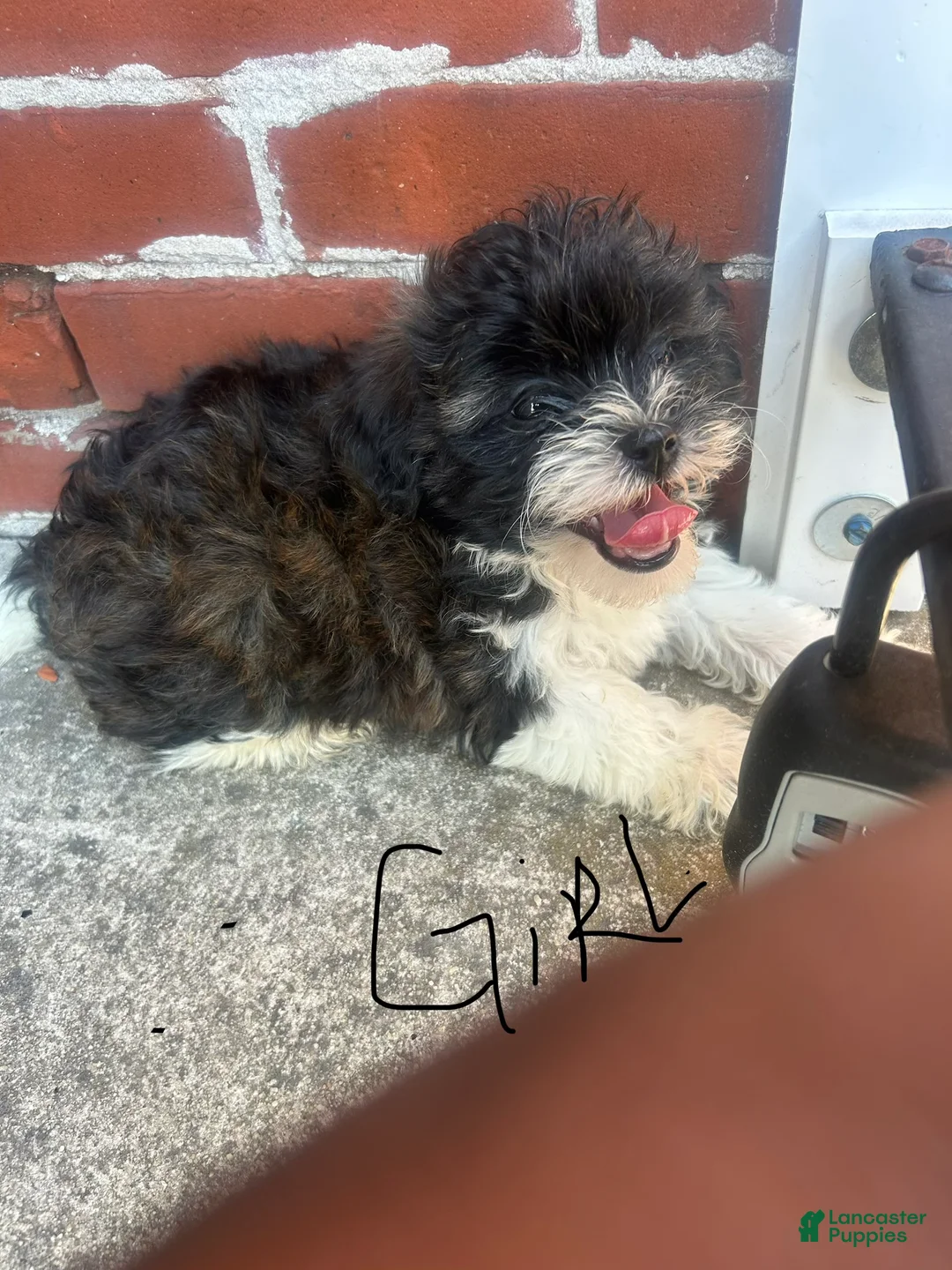 Shihpoo dogs for sale: Shihpoo 2 - Ad 2