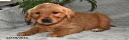 Golden Retriever dogs for sale: Leo - Ad 2