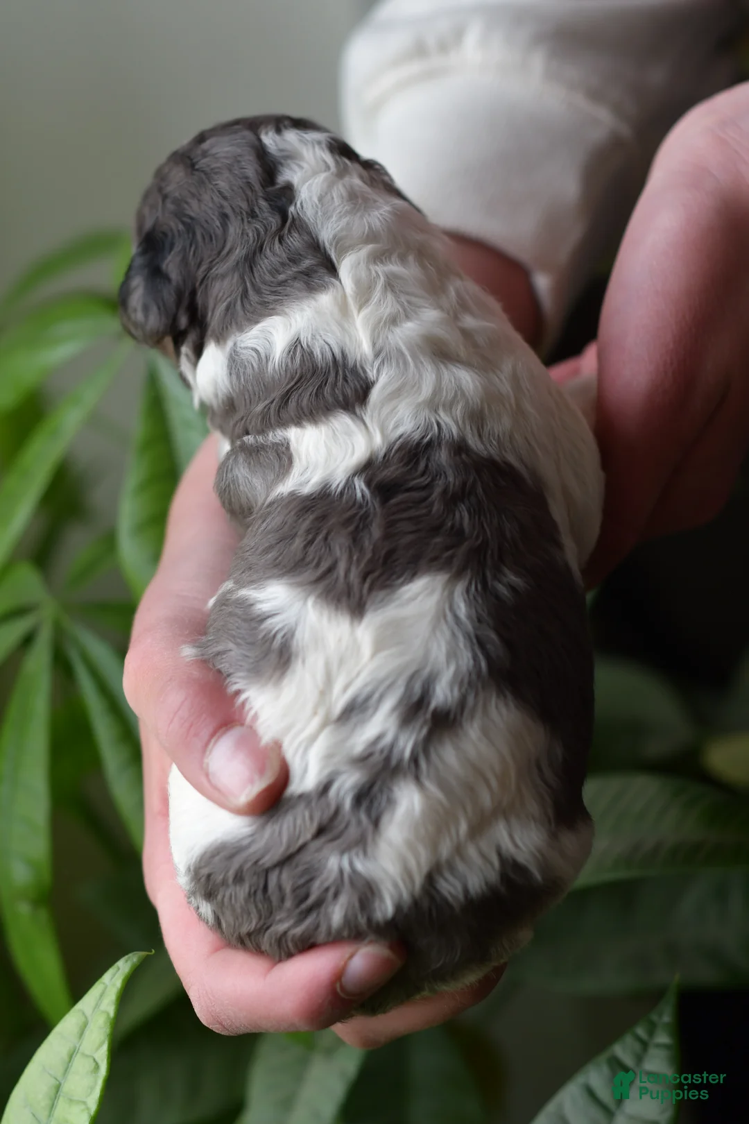 Standard Poodle dogs for sale: Standard Poodle Puppy 6 - Ad 2