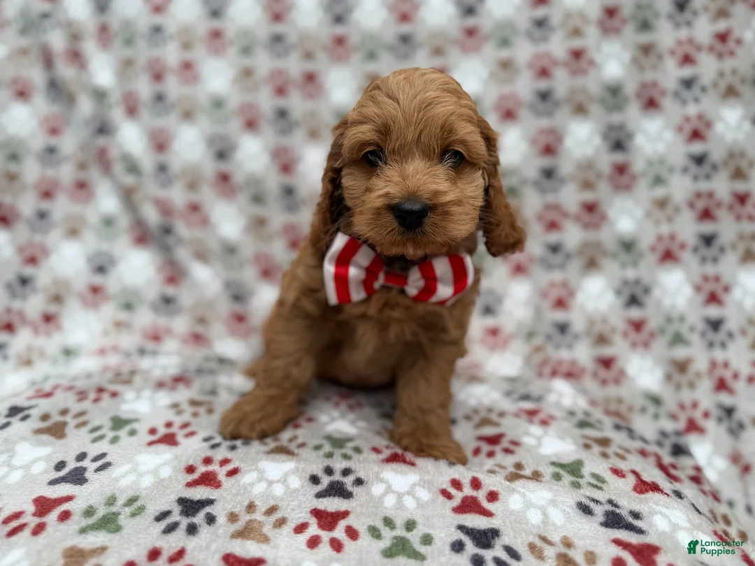 Cockapoo dogs for sale: Pete - Ad 9