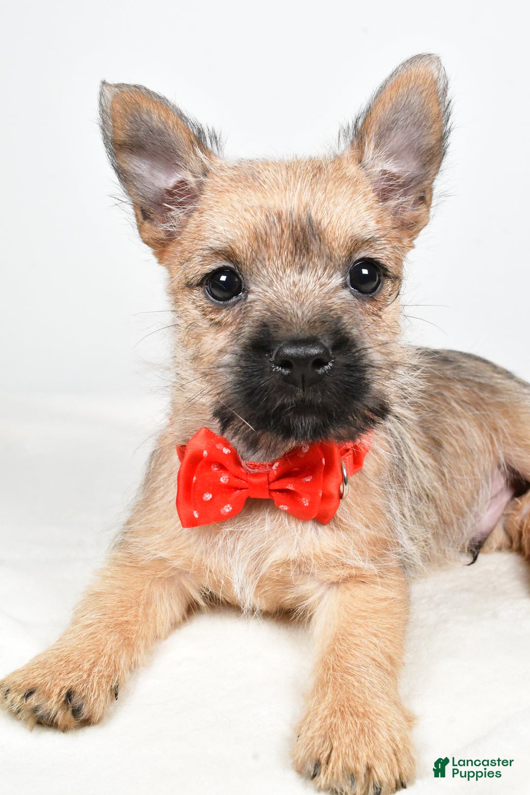 Cairn Terrier dogs for sale: Tristan - Ad 3