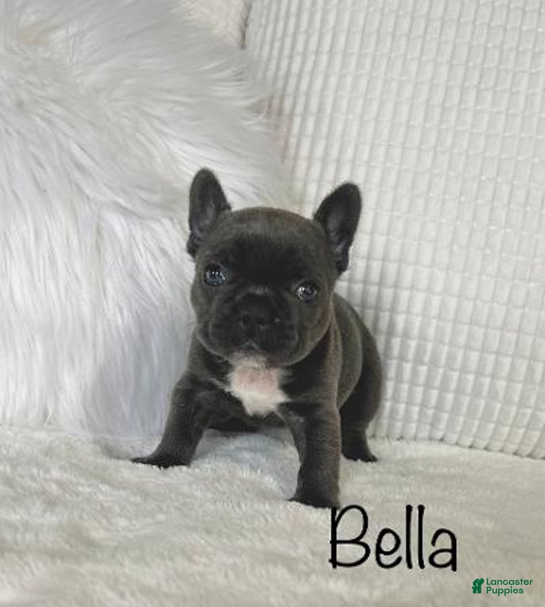Mixed Breed dogs for sale: Bella - Ad 3