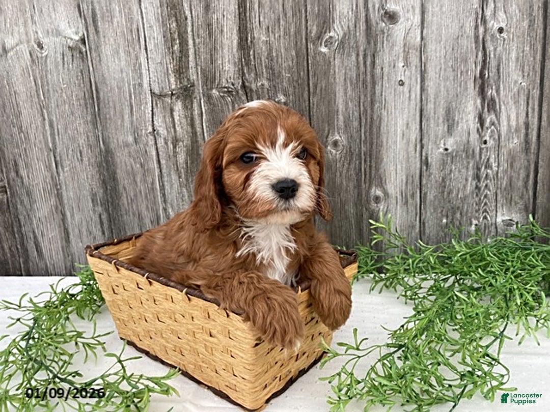 Cavapoo dogs for sale: Tim - Ad 1