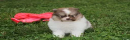 Pomeranian dogs for sale: Bentley  - Ad 8