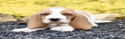 Basset Hound dogs for sale: Layla  - Ad 1