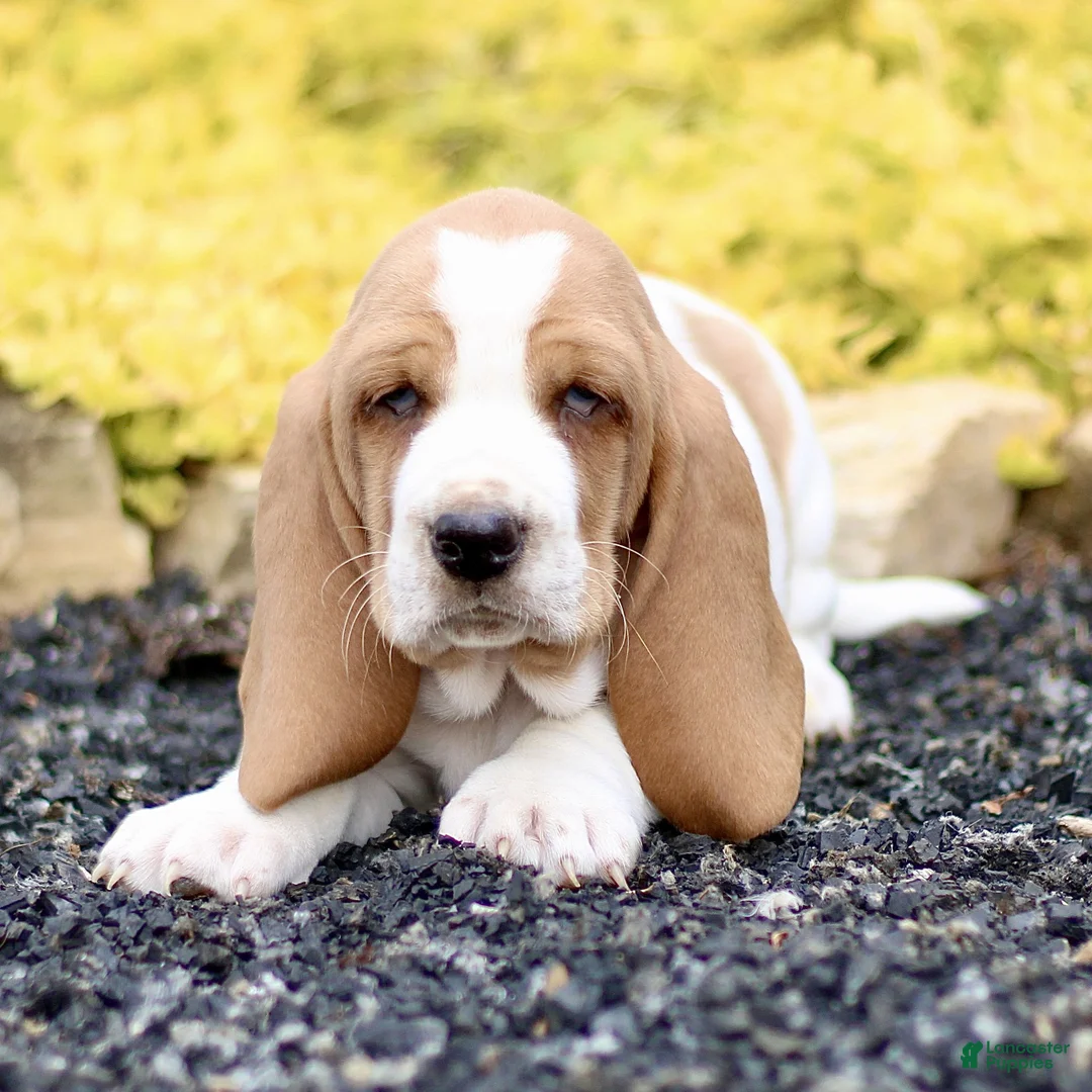 Basset Hound dogs for sale: Layla  - Ad 1