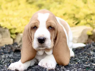 Basset Hound dogs for sale: Layla - Ad 4