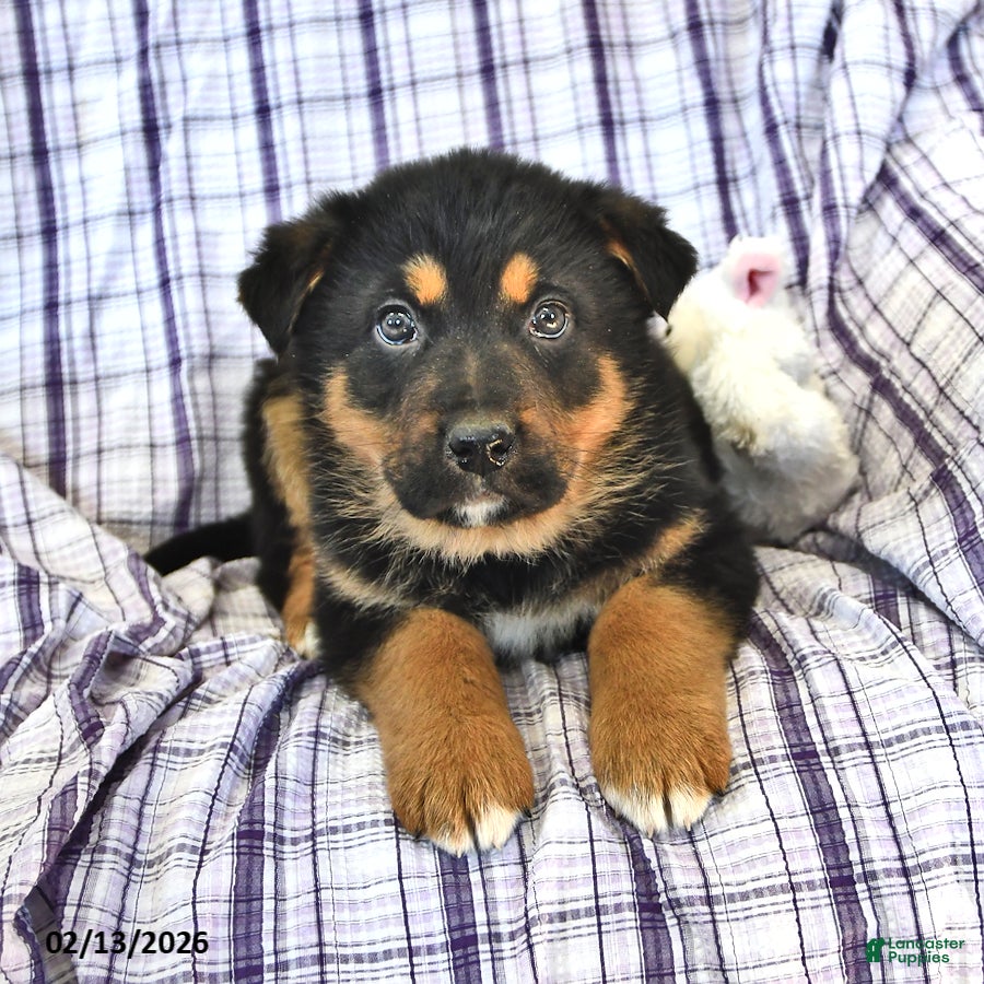 Mixed Breed dogs Max  - Ad 2