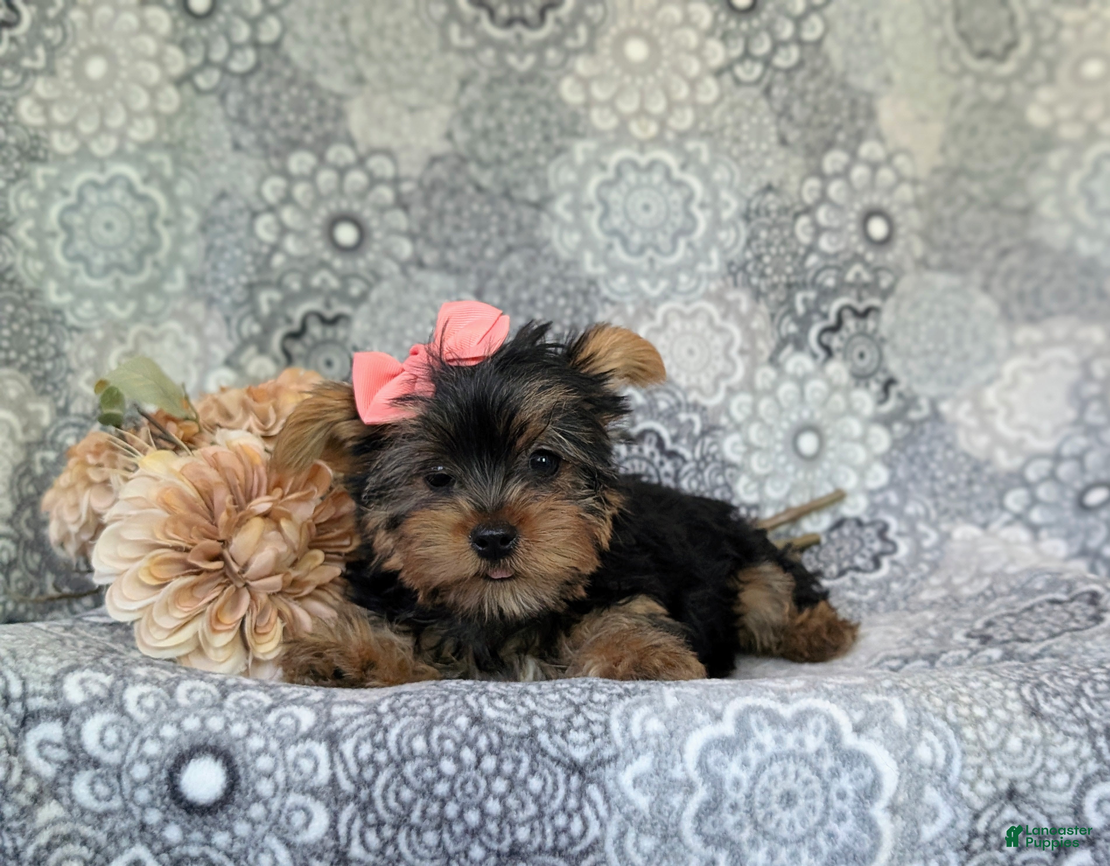 Yorkshire Terrier dogs for sale: Lindie 7 lbs Full Grown - Ad 7