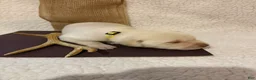 Labrador Retriever dogs for sale: Labrador Retriever Jethro yellow collar  - Ad 3