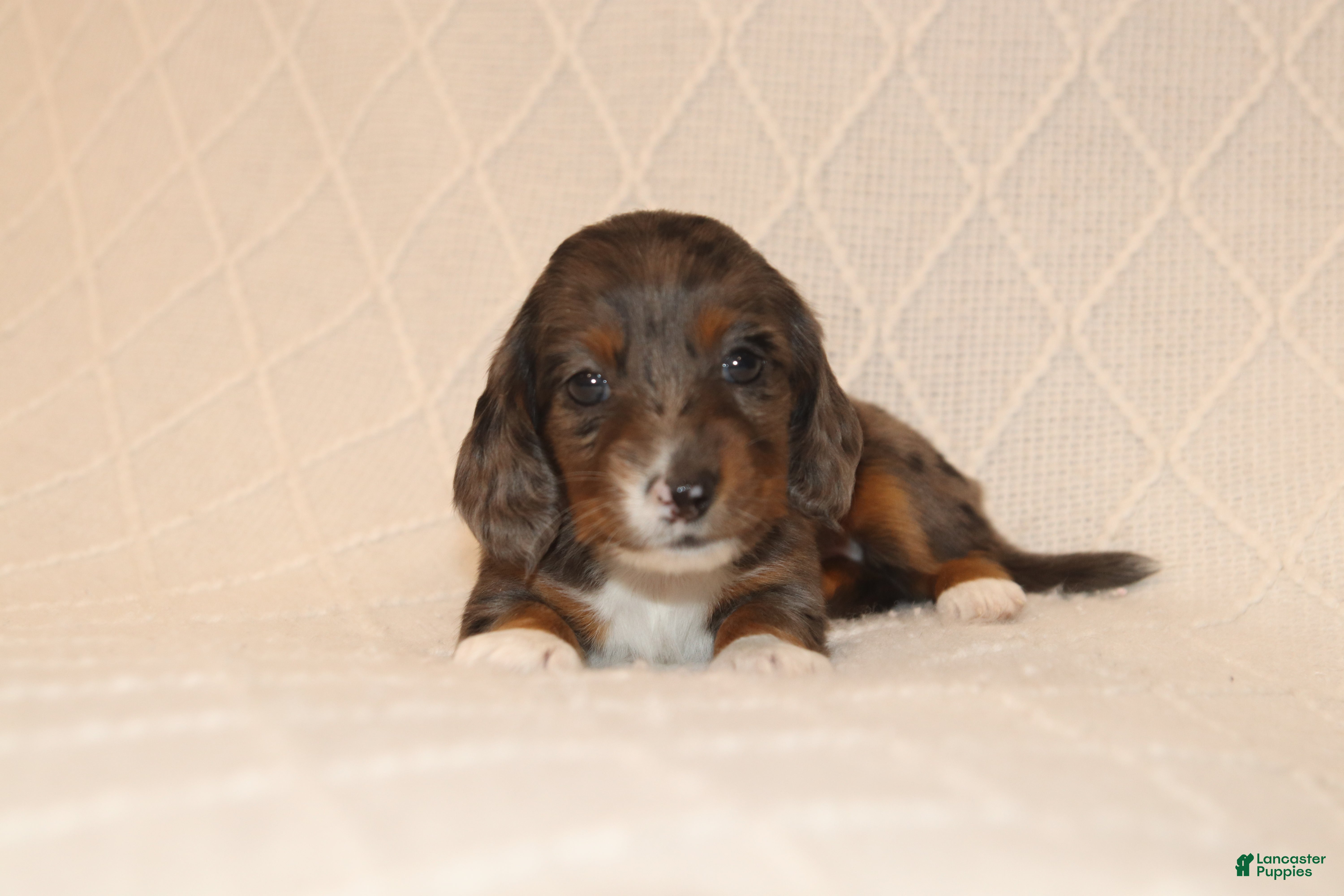 Miniature Dachshund dogs Ivy - Ad 2