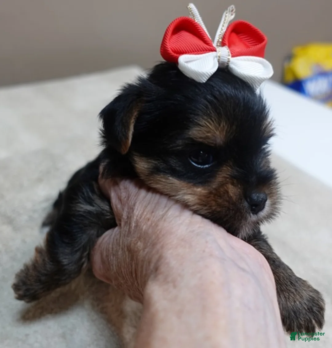 Yorkshire Terrier dogs for sale: Moose - Ad 2