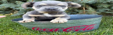 Diesel Fluffy