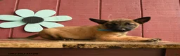 Belgian Malinois dogs for sale: Captain - Ad 4
