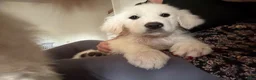 Great Pyrenees dogs for sale: Great Pyrenees Puppy 6 - Ad 4