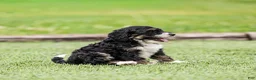 Bernedoodle dogs for sale: Beau Bernedoodle Puppy  - Ad 9