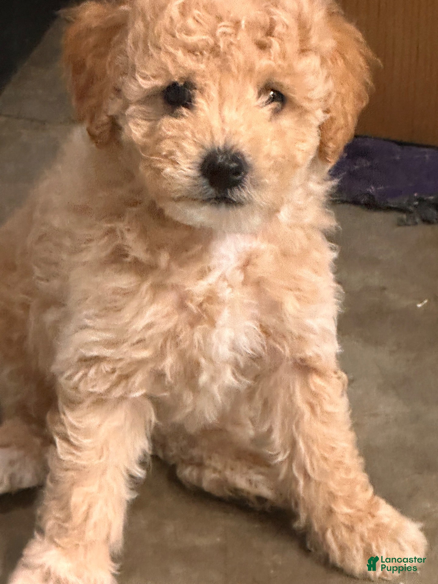 Toy Poodle dogs for sale: Toy Poodle 1 - Ad 1