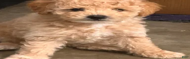 Toy Poodle 1