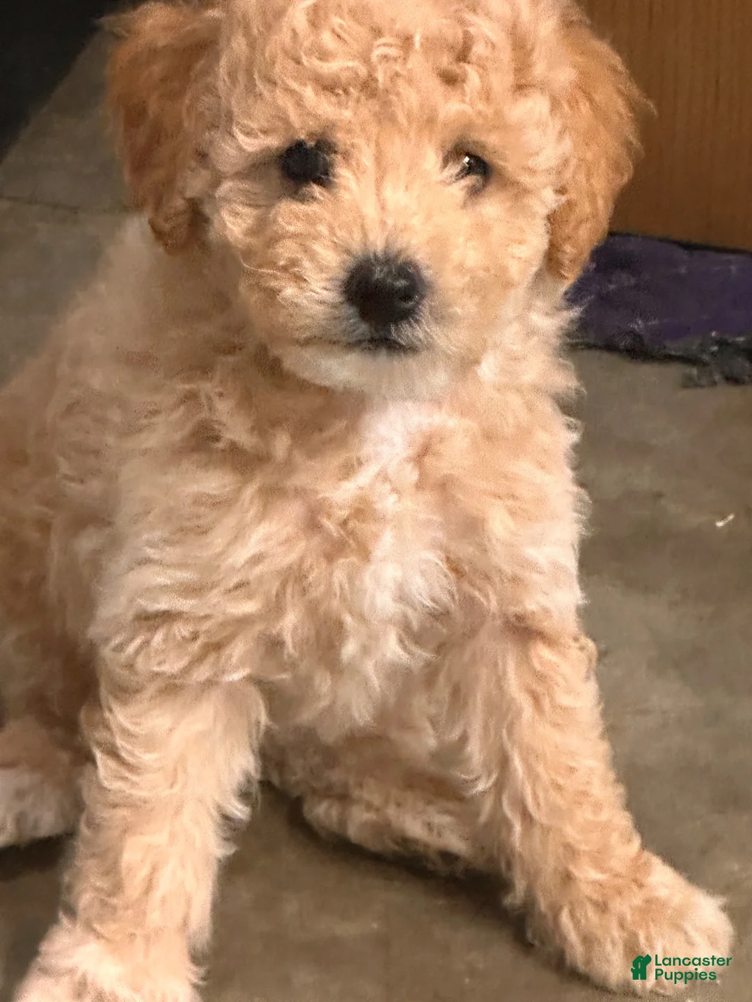 Toy Poodle dogs for sale: Toy Poodle 1 - Ad 1
