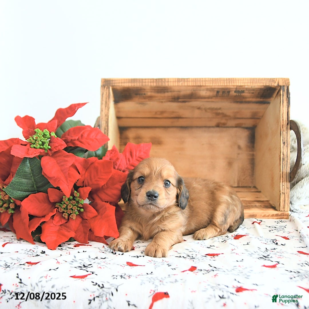 Miniature Dachshund dogs for sale: Cameron - Ad 4