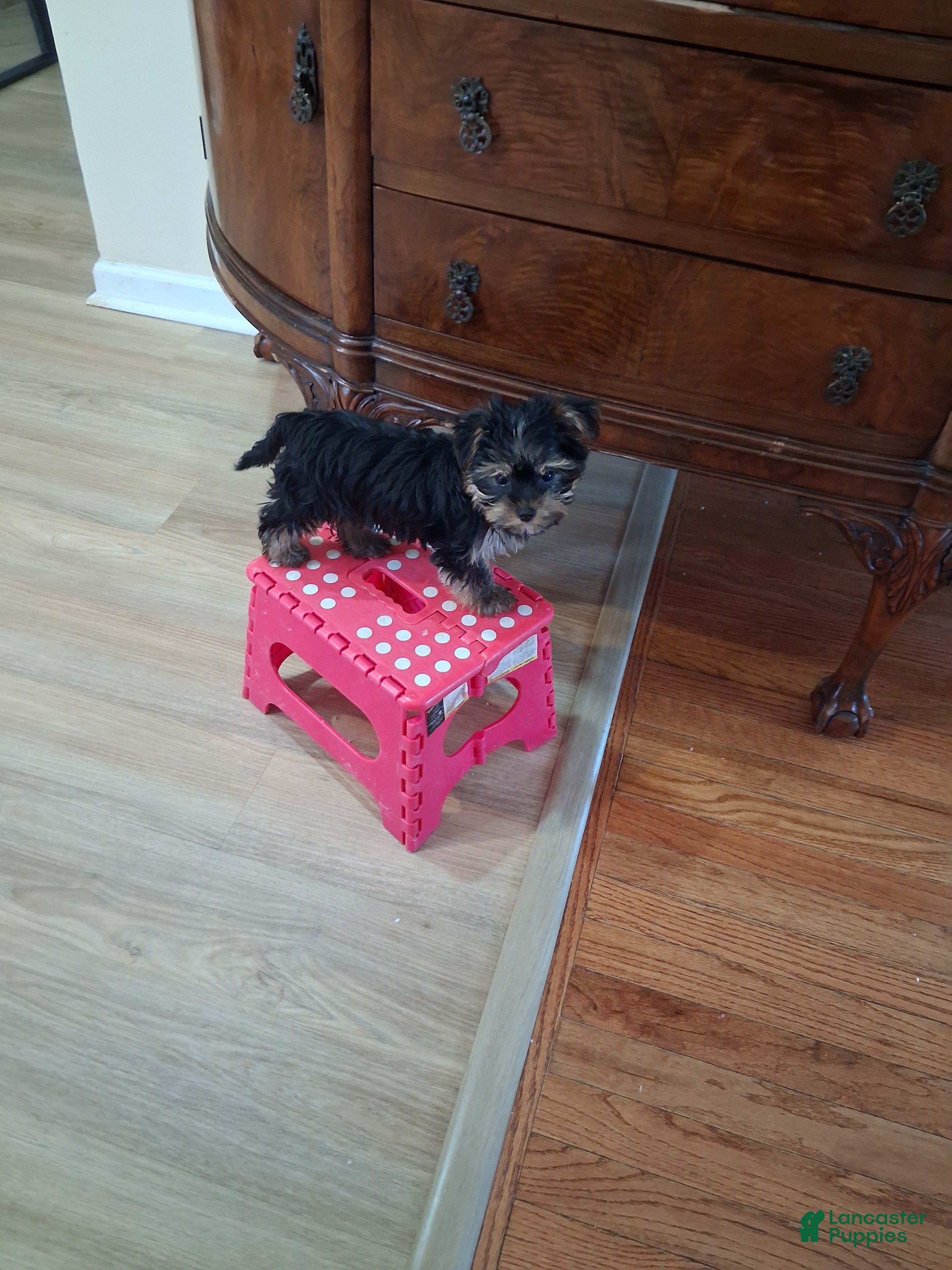 Yorkshire Terrier dogs Eeney  - Ad 2