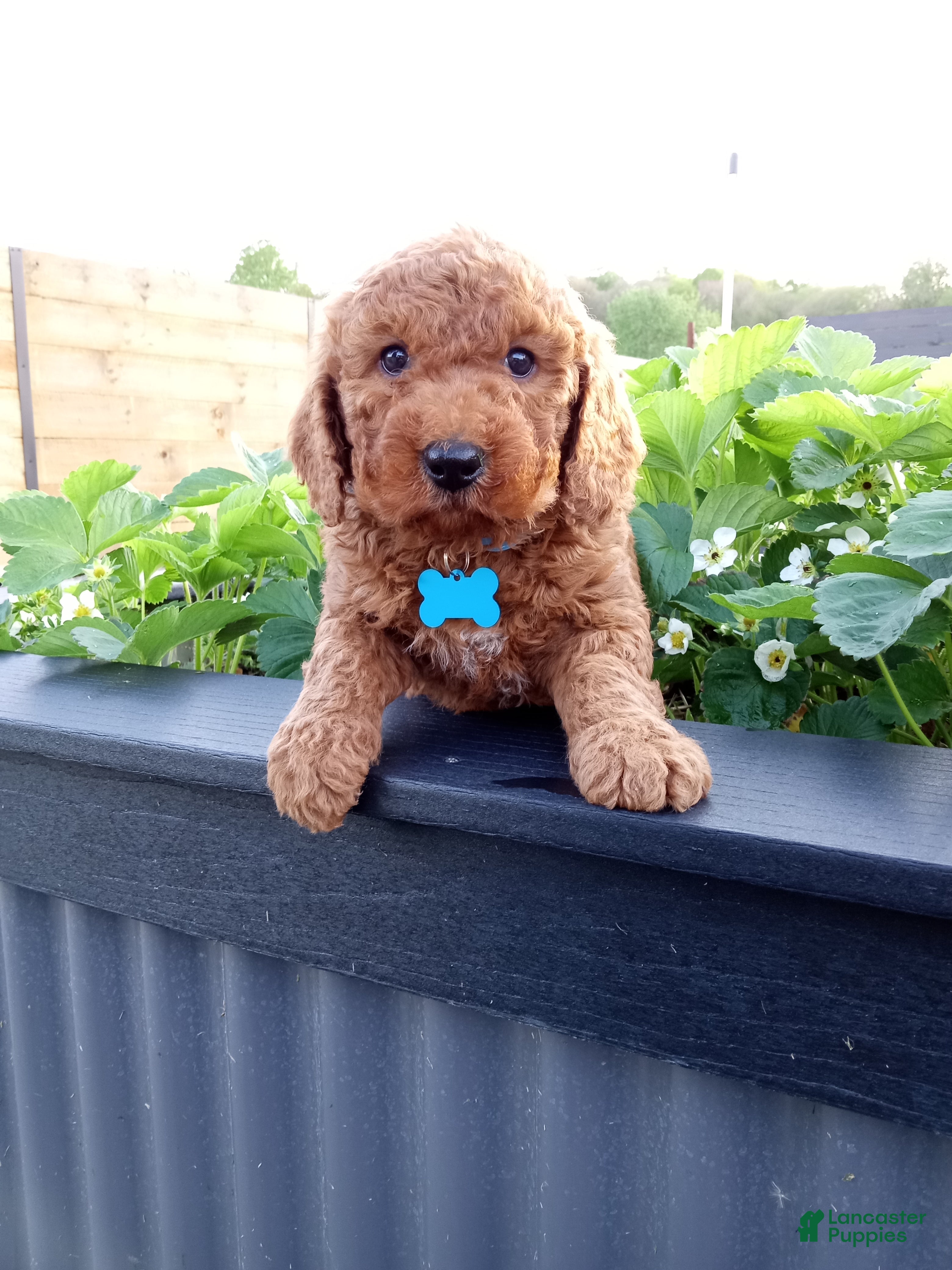 Mini Goldendoodle dogs Creed F1b - Ad 2