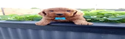 Mini Goldendoodle dogs for sale: Creed F1b - Ad 6