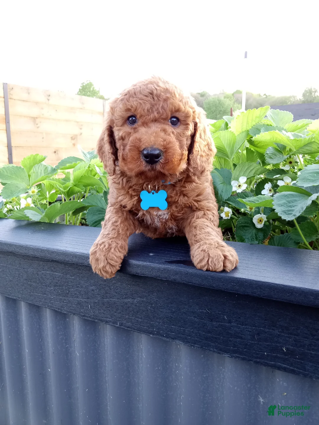 Mini Goldendoodle dogs for sale: Creed F1b - Ad 6