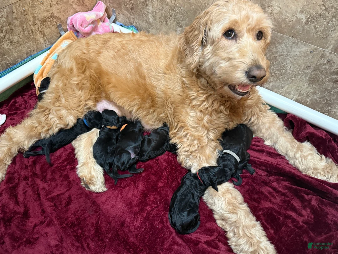 Goldendoodle dogs for sale: Hopper - Ad 2