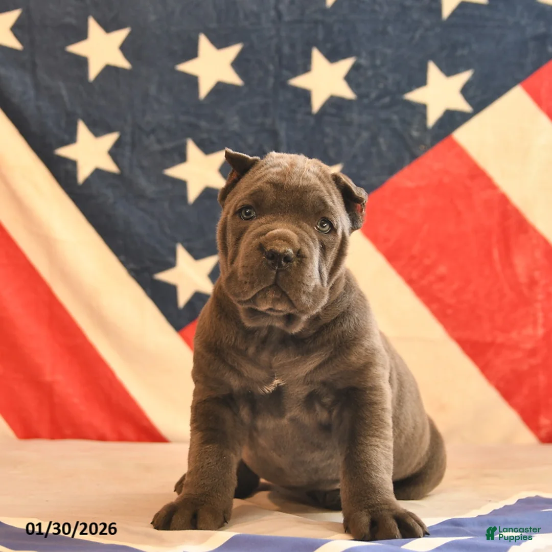 Cane Corso dogs for sale: Iris  - Ad 5