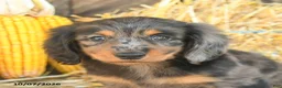 Miniature Dachshund dogs for sale: Jagger - Ad 4