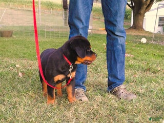 Rottweiler dogs - Ad 18