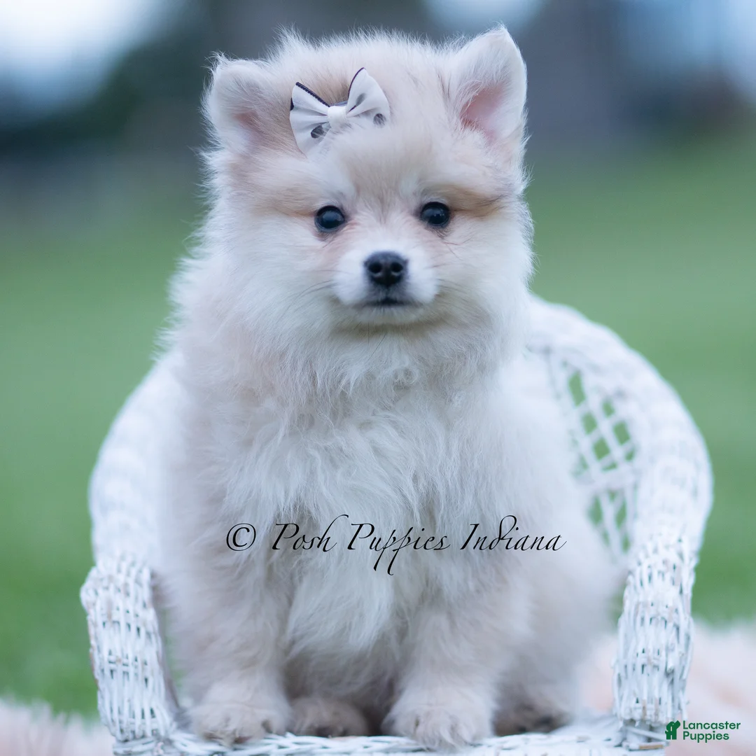 Pomeranian dogs for sale: Ollie - Ad 5