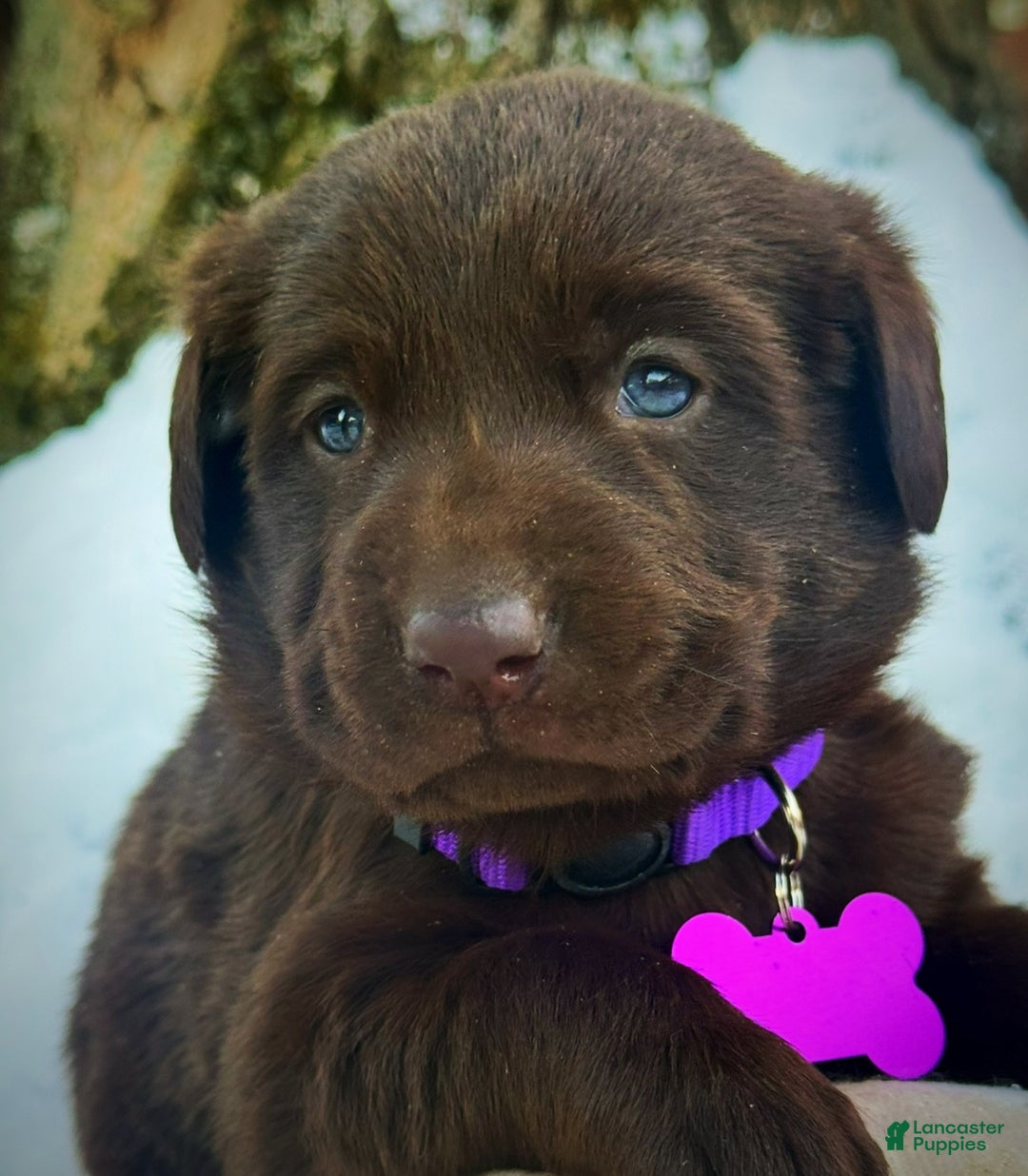 Labrador Retriever dogs for sale: Labrador Retriever Puppy 1 - Ad 5