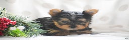 Yorkshire Terrier dogs for sale: Phantom - Ad 2