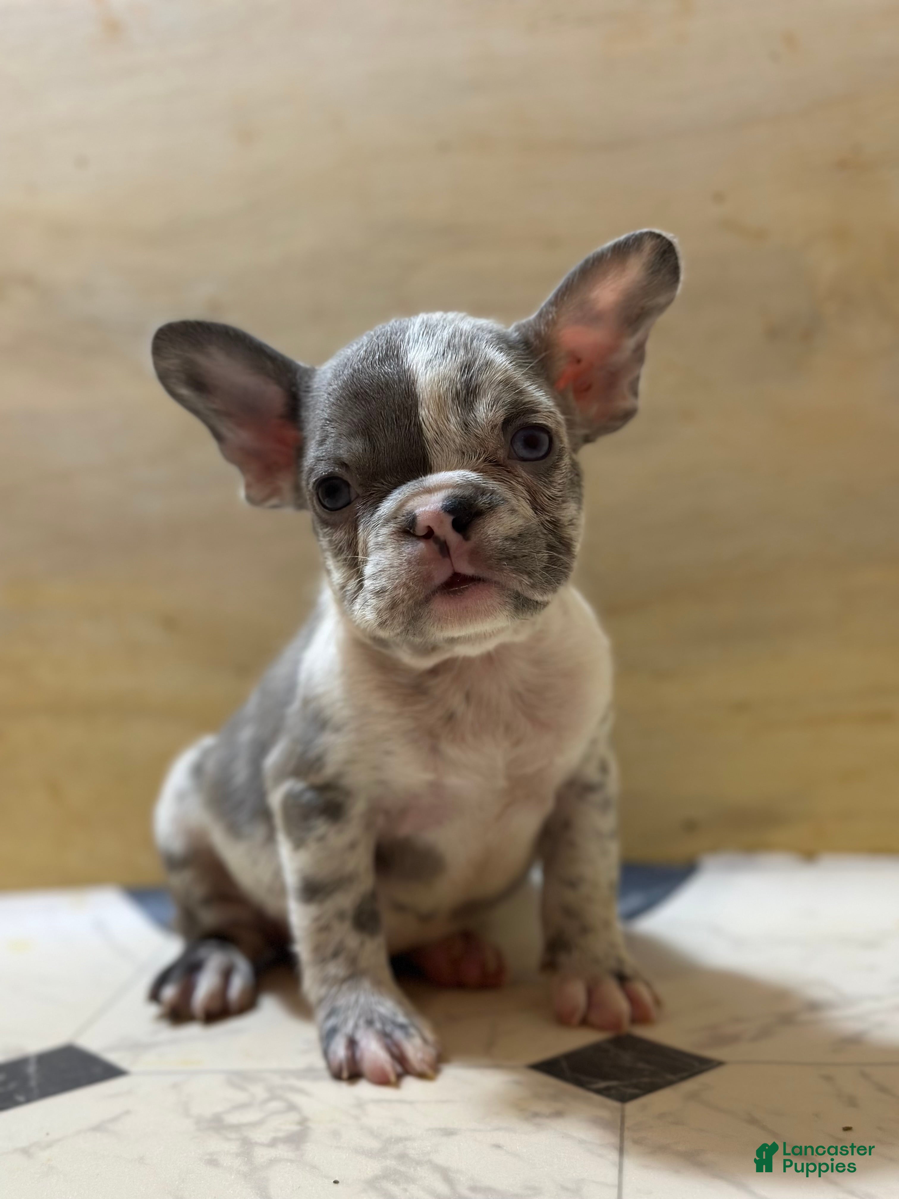 French Bulldog dogs Rolex - Ad 2