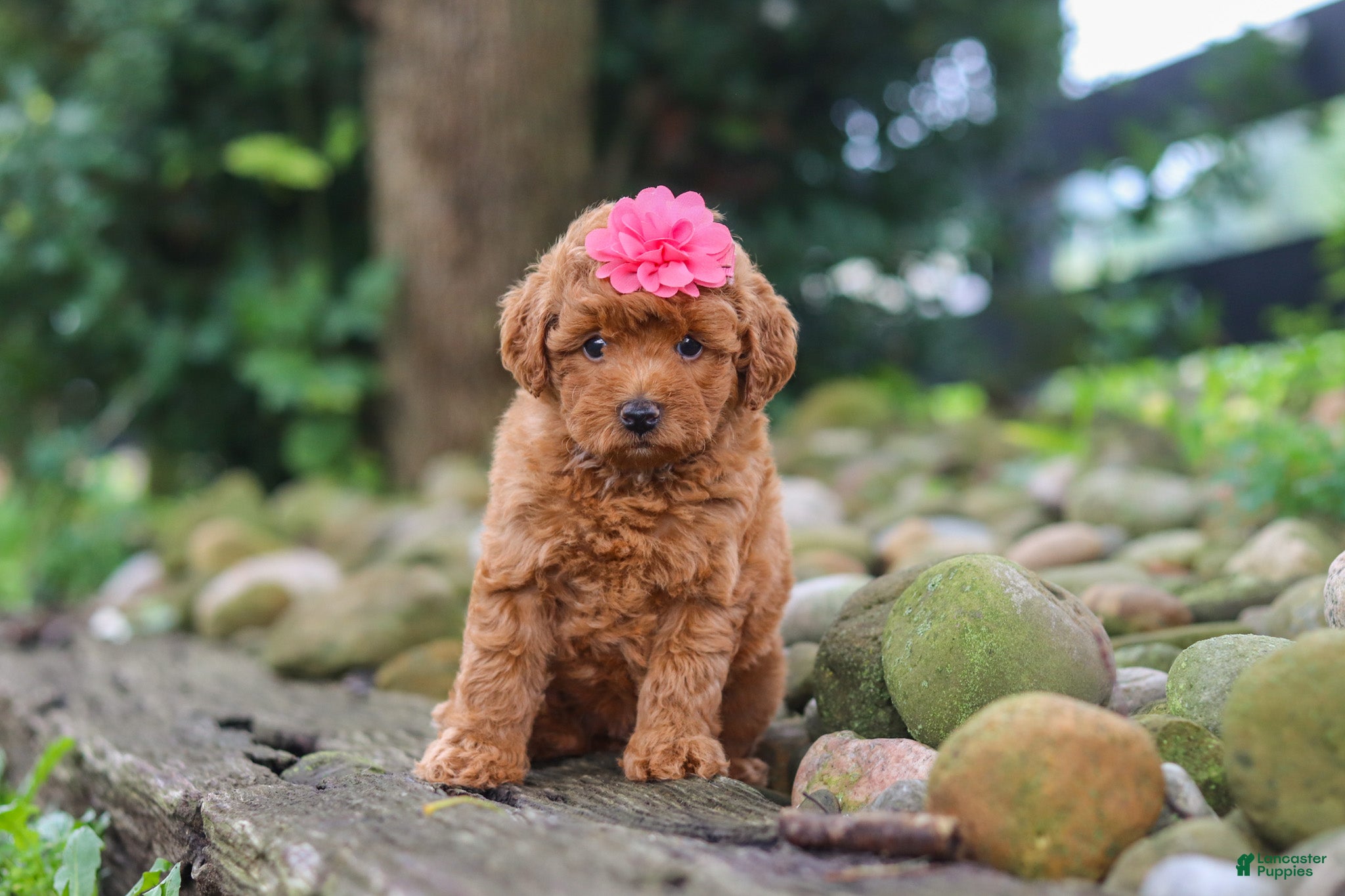 Miniature Poodle dogs Posie - Ad 1