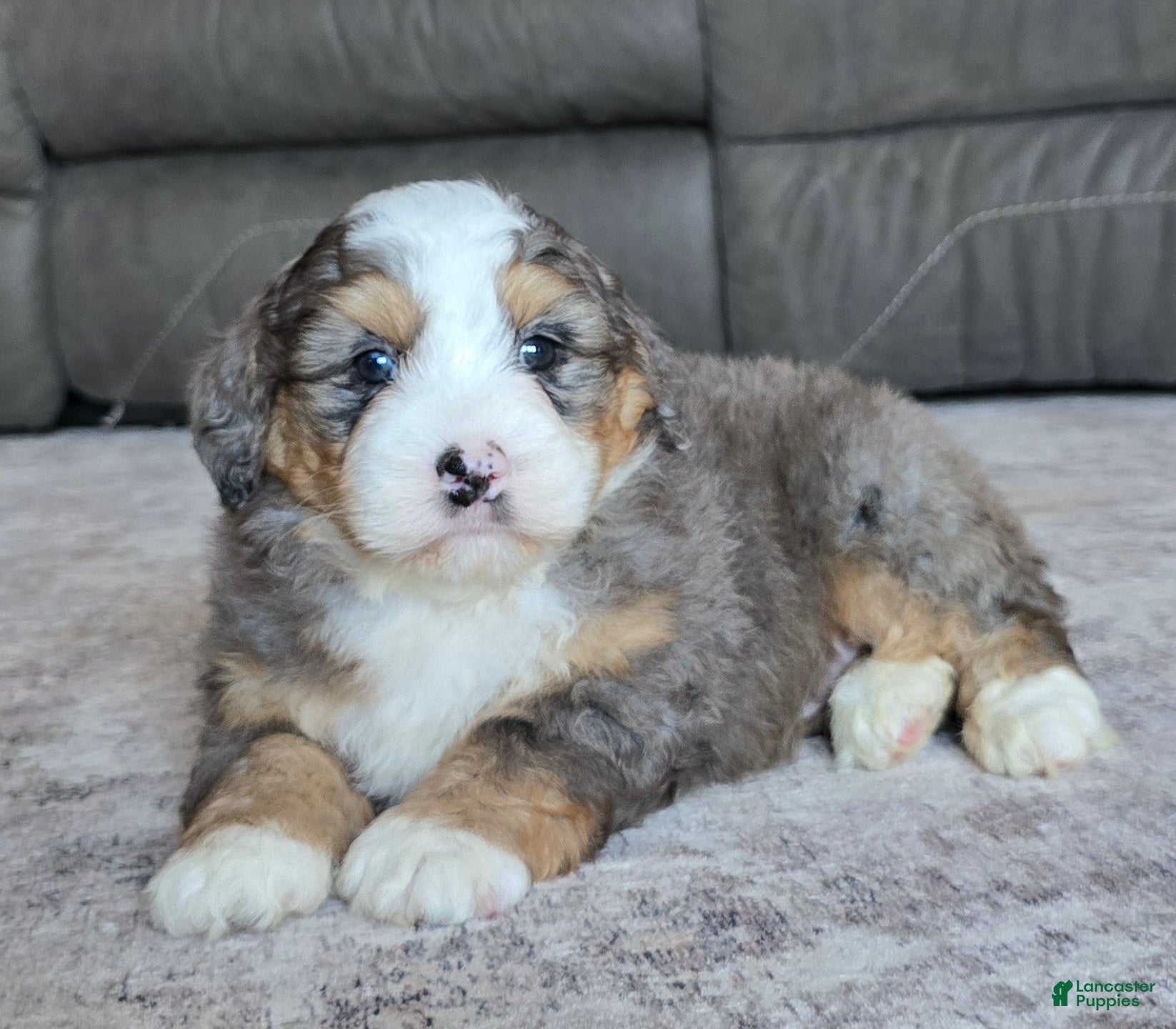 Mini Bernedoodle dogs Mini Harley - Ad 2