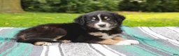 Australian Shepherd dogs for sale: Skipper - Ad 4
